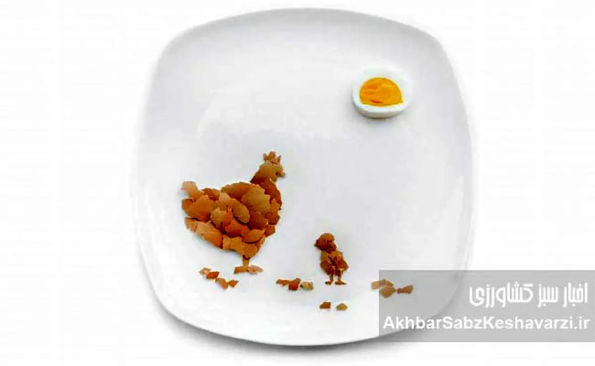 متفورمین، راز افزایش تخم‌گذاری مرغ‌ها: از دیابت تا سفره شما+اینفوگرافی