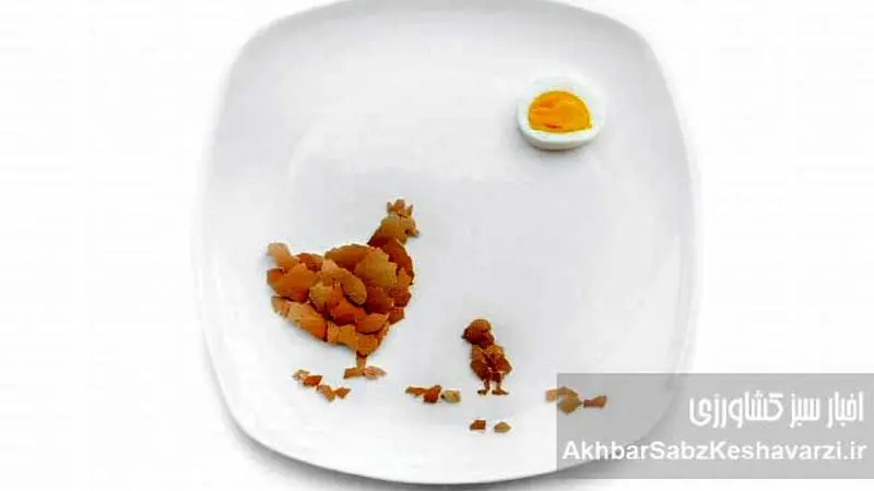 متفورمین، راز افزایش تخم‌گذاری مرغ‌ها: از دیابت تا سفره شما+اینفوگرافی