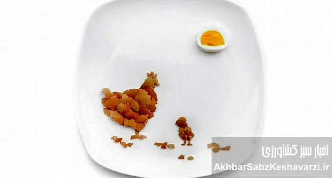 متفورمین، راز افزایش تخم‌گذاری مرغ‌ها: از دیابت تا سفره شما+اینفوگرافی
