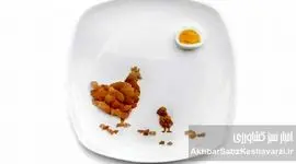 متفورمین، راز افزایش تخم‌گذاری مرغ‌ها: از دیابت تا سفره شما+اینفوگرافی
