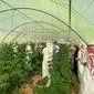 چرا عربستان در کشاورزی موفق شد؟+ویدئو