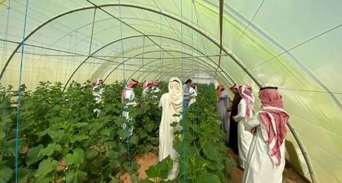 چرا عربستان در کشاورزی موفق شد؟+ویدئو