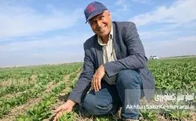 وقتی شهر نفس می‌کشد؛ چگونه درختان دما را به‌طور طبیعی کاهش می‌دهند