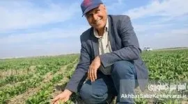 وقتی شهر نفس می‌کشد؛ چگونه درختان دما را به‌طور طبیعی کاهش می‌دهند