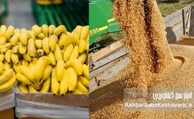 وقتی ۲۳۸ میلیون دلار برای واردات موز هست، اما دامدار برای نهاده درمانده است