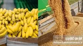 وقتی ۲۳۸ میلیون دلار برای واردات موز هست، اما دامدار برای نهاده درمانده است