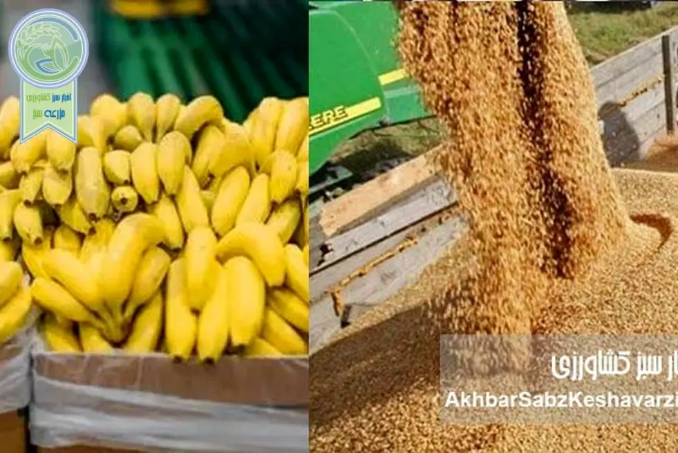 وقتی ۲۳۸ میلیون دلار برای واردات موز هست، اما دامدار برای نهاده درمانده است