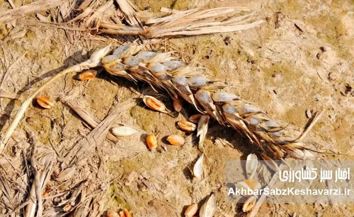 آب و امنیت غذایی؛ فاصله سیاستها و برنامه های جاری با سند ملی