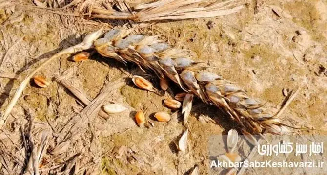 آب و امنیت غذایی؛ فاصله سیاست‌ها و برنامه های جاری با سند ملی