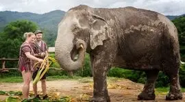 فیل های بزرگسال مراقب کودکی خود را تشخیص می دهند
