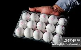 قیمت هر کیلو تخم‌مرغ درب مرغداری‌ ۶۱هزار تومان شد