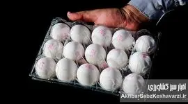 قیمت هر کیلو تخم‌مرغ درب مرغداری‌ ۶۱هزار تومان شد