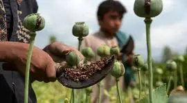 افغانستان محصولاتی برای جایگزینی کشت خشخاش ترویج می کند