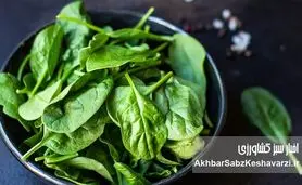 اسفناج بخوریم یا نه؟ هشدار مهم درباره جذب منیزیم