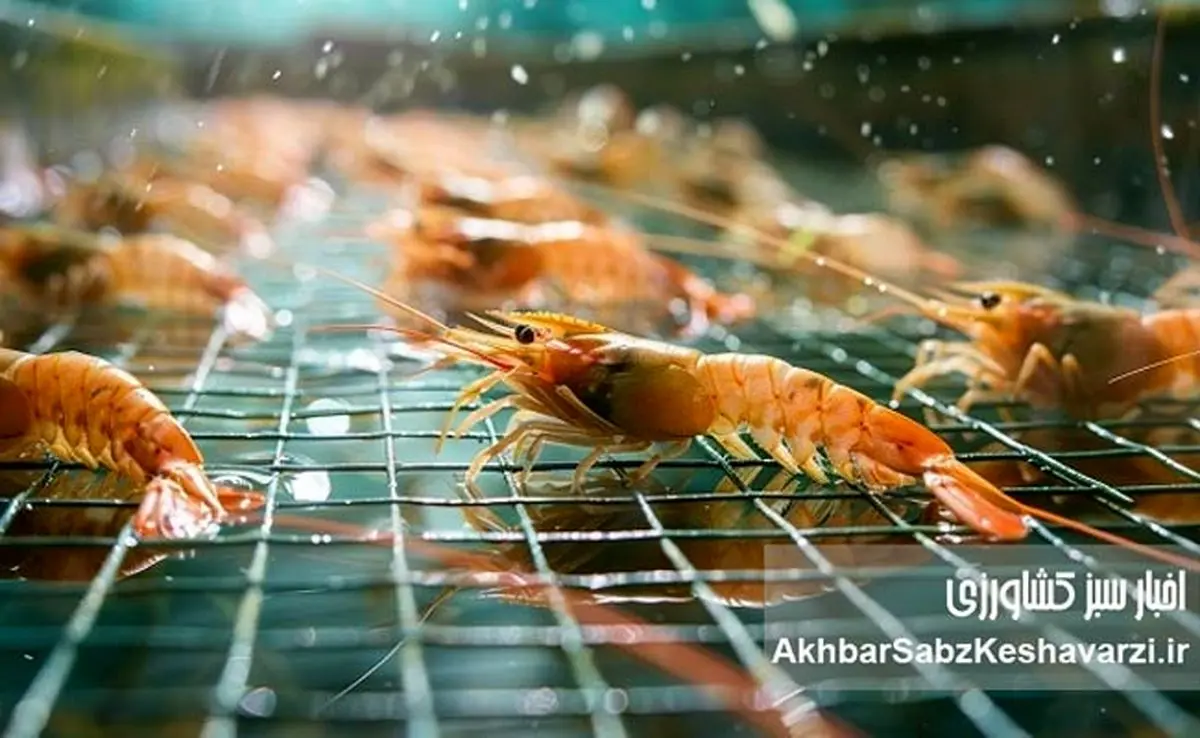 نگاهی نو به نقش میگو در سفره ایرانی و توسعه پایدار صنعت پرورش آبزیان