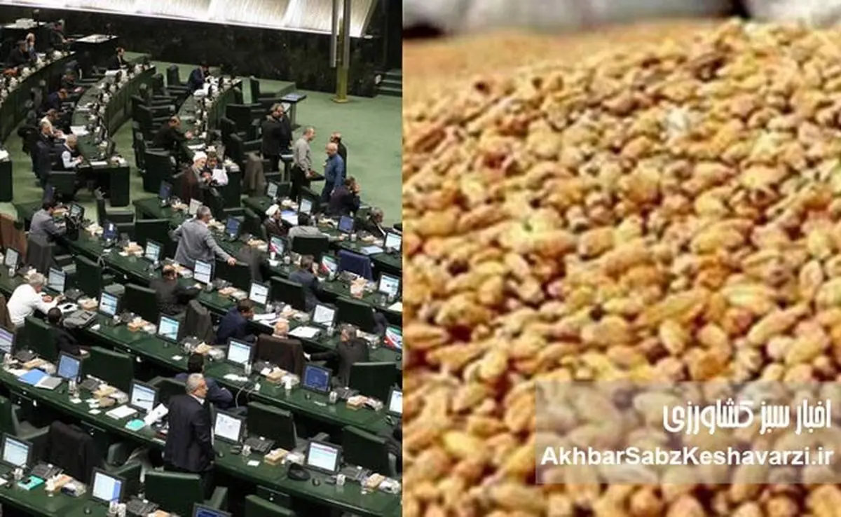 مرغهای ایرانی از چاق شدن امتناع میکنند؛ فساد پنهان در واردات نهادههای دامی زیر ذرهبین مجلس
