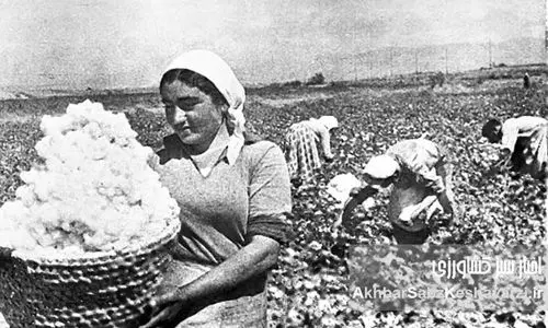 سیاست پنبه در ایران؛ تاریخچه و تحولات در عصر پهلوی اول