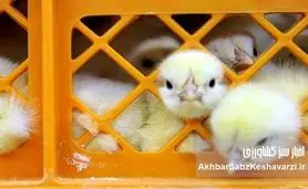 هزینه‌های تولید مرغداران ۳ تا ۴ برابر شد/ وعده‌های حمایتی فقط در حد تبلیغ باقی مانده است