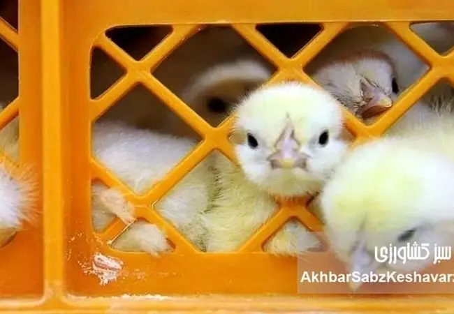 هزینه‌های تولید مرغداران ۳ تا ۴ برابر شد/ وعده‌های حمایتی فقط در حد تبلیغ باقی مانده است