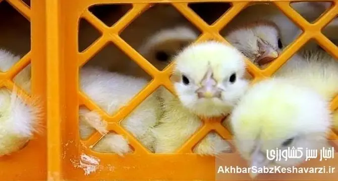 افزایش آمار جوجه‌ریزی اردیبهشت؛ جهش تا ۱۲۰ میلیون قطعه