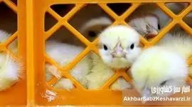 هزینه‌های تولید مرغداران ۳ تا ۴ برابر شد/ وعده‌های حمایتی فقط در حد تبلیغ باقی مانده است