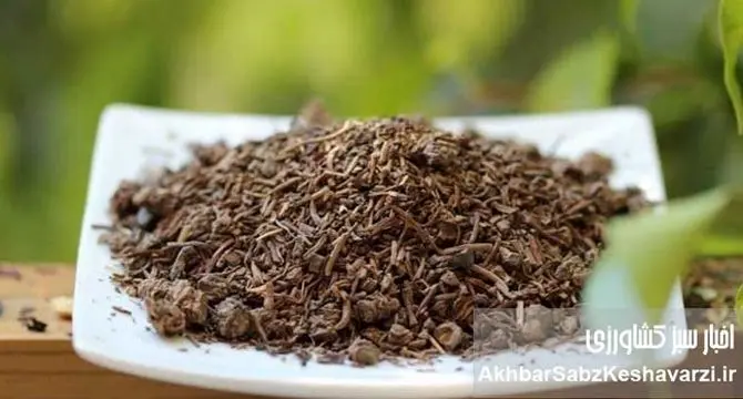 راز آرامش اعصاب در طب چینی: با «آرام‌بخش‌های طبیعی» سیستم ایمنی را تقویت کنید!