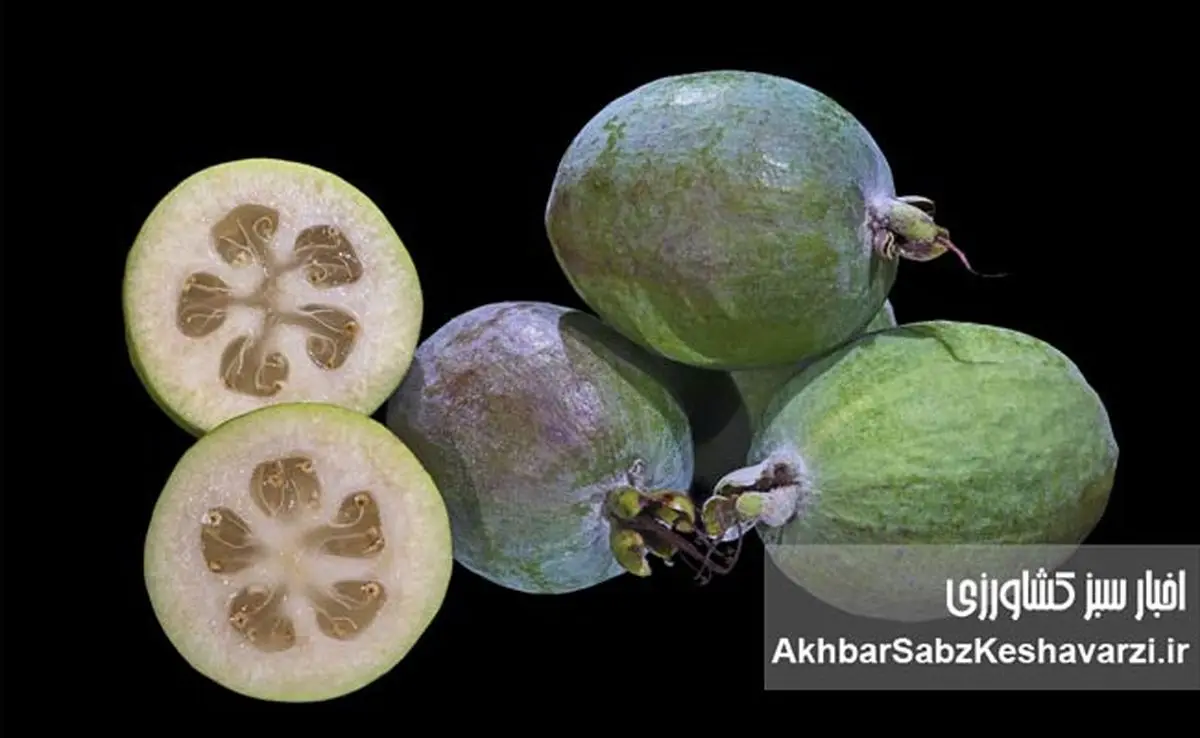 فوجیا؛ میوه‌ای شگفت‌انگیز که عطری از بهشت دارد