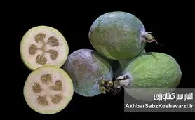 فوجیا؛ میوه‌ای شگفت‌انگیز که عطری از بهشت دارد