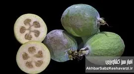 فوجیا؛ میوه‌ای شگفت‌انگیز که عطری از بهشت دارد