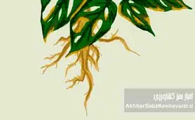 جلوگیری از پوسیدگی ریشه گیاهان گلدانی