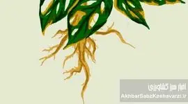 جلوگیری از پوسیدگی ریشه گیاهان گلدانی