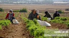 کشاورزی احیایی چیست و چرا خاک به آن نیاز دارد؟