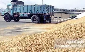 پارادوکس نهاده‌های دامی: واردات فراوان، اما تولید گران!+جدول