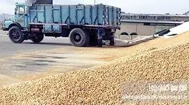 پارادوکس نهاده‌های دامی: واردات فراوان، اما تولید گران!+جدول