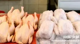 آزادسازی پنهان نهاده‌ها؛ وقتی بحران مرغ از انبارها شروع شد