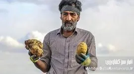 قیمت سیب‌زمینی؛ کابوسی تکراری برای سیب‌زمینی‌کاران گلستان!