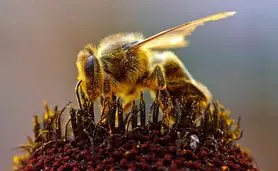 به مناسبت 20 می روز جهانی زنبورعسل

