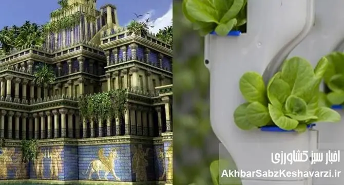 هیدروپونیک؛ از باغ‌های معلق بابل تا سفره‌های ایرانی!+ویدئو