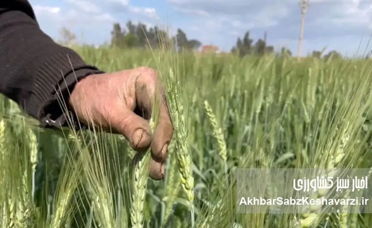 پرداخت مطالبات گندمکاران؛ وعده‌های که هر سال تکرار می‌شود