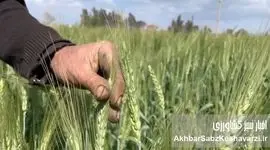 پرداخت مطالبات گندمکاران؛ وعده‌های که هر سال تکرار می‌شود