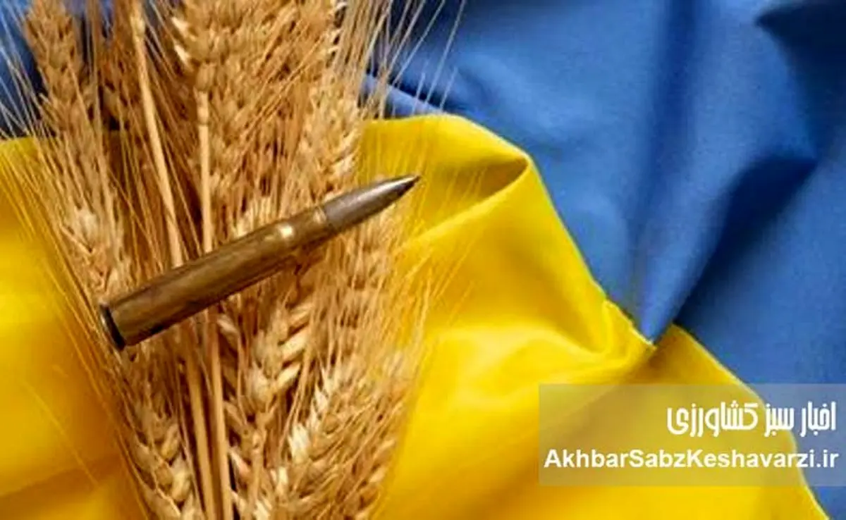 غارت گندم اوکراین: تصاحب محصول کشاورزان توسط اشغالگران روس
