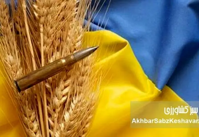 غارت گندم اوکراین: تصاحب محصول کشاورزان توسط اشغالگران روس