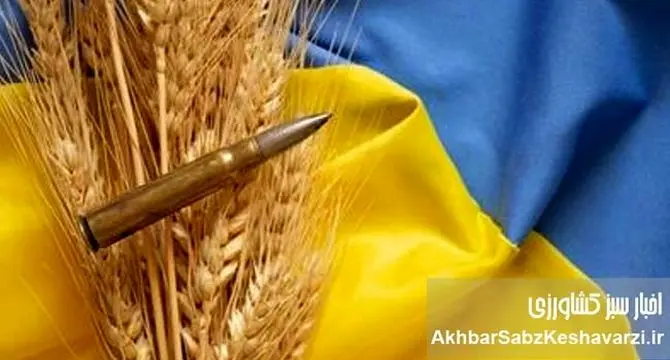 غارت گندم اوکراین: تصاحب محصول کشاورزان توسط اشغالگران روس