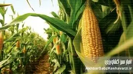 کاهش ضایعات برداشت ذرت: راهکارهایی برای افزایش بهره‌وری