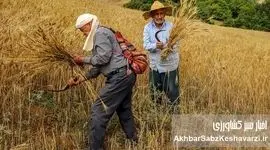 کاهش یک‌سومی خرید تضمینی گندم: آیا امنیت غذایی ایران در خطر است؟
