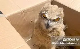 نجات شاه بوف در مراوه تپه؛ جغد باشکوه ایرانی دوباره پرواز خواهد کرد؟+ ویدئو