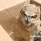 نجات شاه بوف در مراوه تپه؛ جغد باشکوه ایرانی دوباره پرواز خواهد کرد؟+ ویدئو