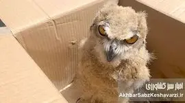 نجات شاه بوف در مراوه تپه؛ جغد باشکوه ایرانی دوباره پرواز خواهد کرد؟+ ویدئو