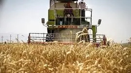 امسال چند میلیون تن گندم در کشور تولید شود؟

