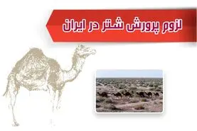 لزوم پرورش شتر در ایران


